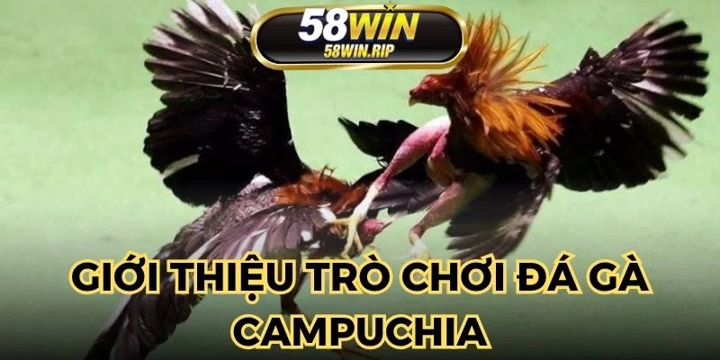 da-ga-campuchia-la-bo-mon-giai-tri-truc-tuyen-hap-dan