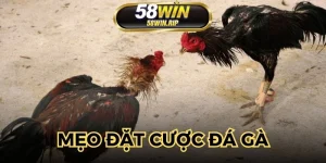 meo-dat-cuoc-da-ga