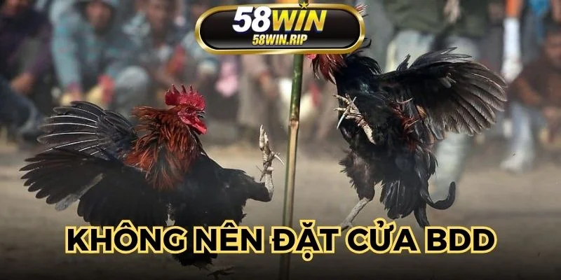 meo-dat-cuoc-da-ga-khong-nen-vao-tien-cua-hoa