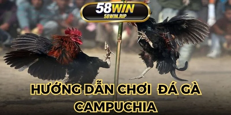nam-vung-cach-choi-da-ga-campuchia-online-tai-nha-cai