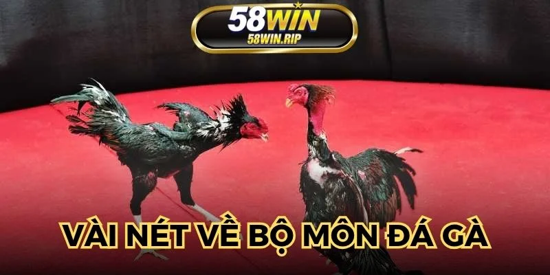 tan-huong-da-ga-tron-ven-khi-ap-dung-chien-thuat
